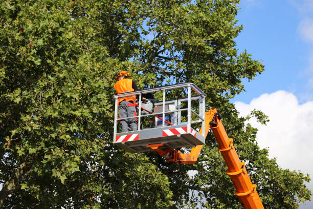 Professional Tree Removal and Landscaping Services in Gunnison, UT